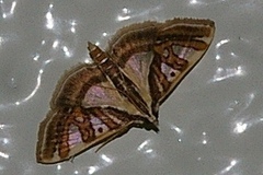 Glyphodes duplicalis