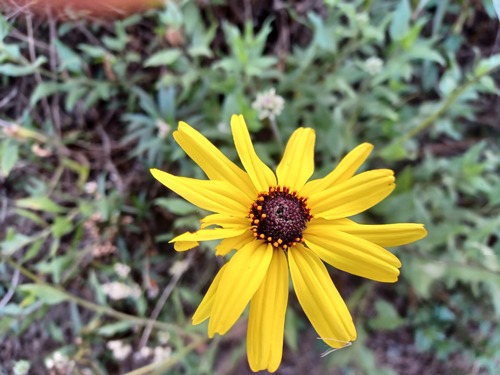 iNaturalist observation photo of California brittlebush