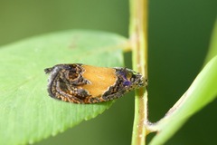Olethreutes osmundana