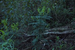 Senna stipulacea