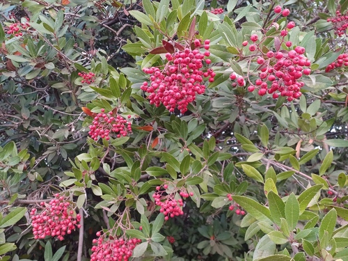 iNaturalist observation photo of Toyon