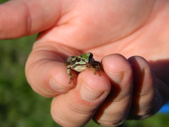 Hyla wrightorum