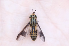 Chrysops montanus