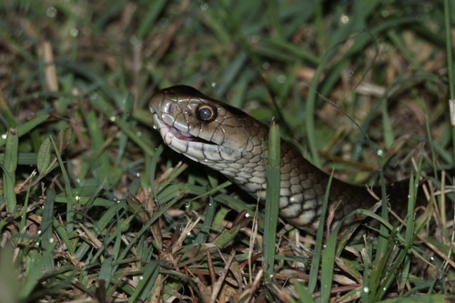 Eastern Brown Snake sighting