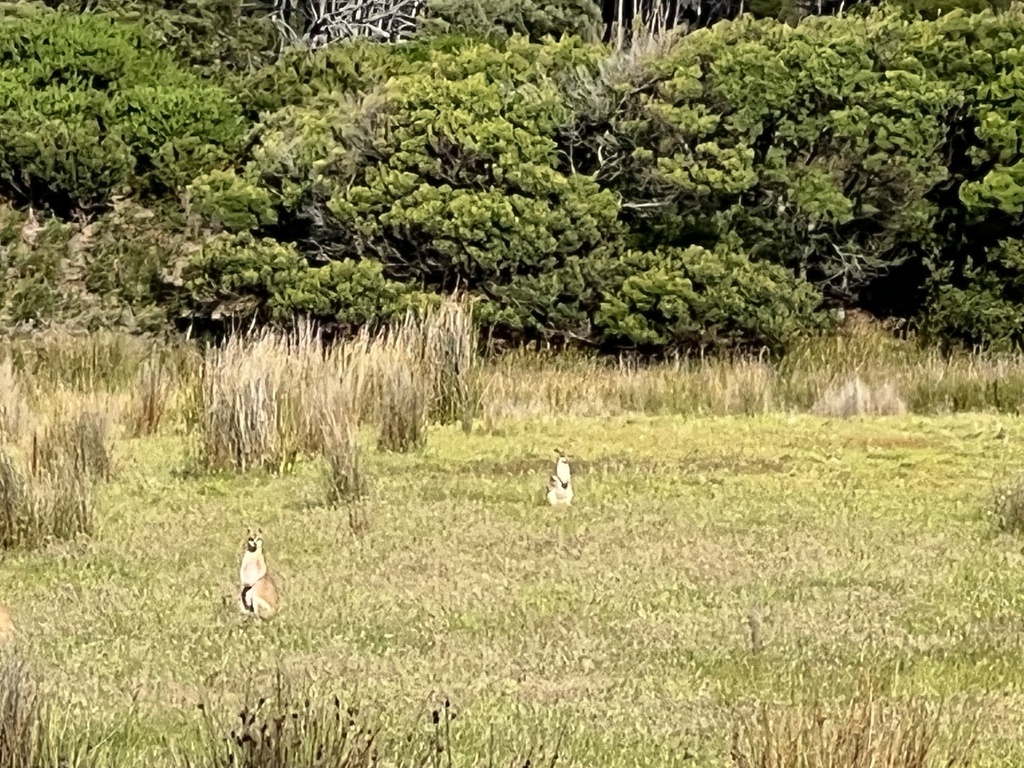 Spring Wallaby Agile Wallaby from Glamorgan-Spring Bay, AU-TS, AU on December 29, 2024 ...