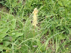 Pedicularis bracteosa