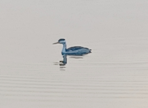 iNaturalist observation photo of Western and Clark's Grebes