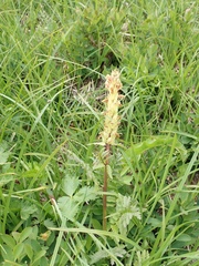 Pedicularis bracteosa