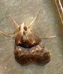 Pococera robustella