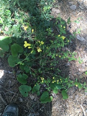 Aureolaria grandiflora