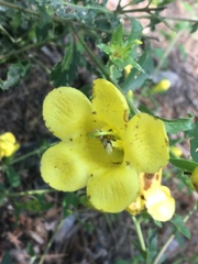 Aureolaria grandiflora