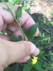 Aureolaria grandiflora