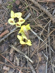 Aureolaria grandiflora