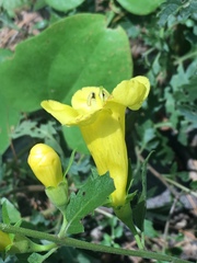 Aureolaria grandiflora
