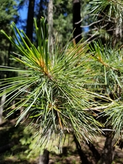 Pinus monticola