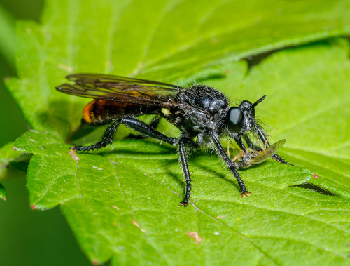 Laphria aeatus