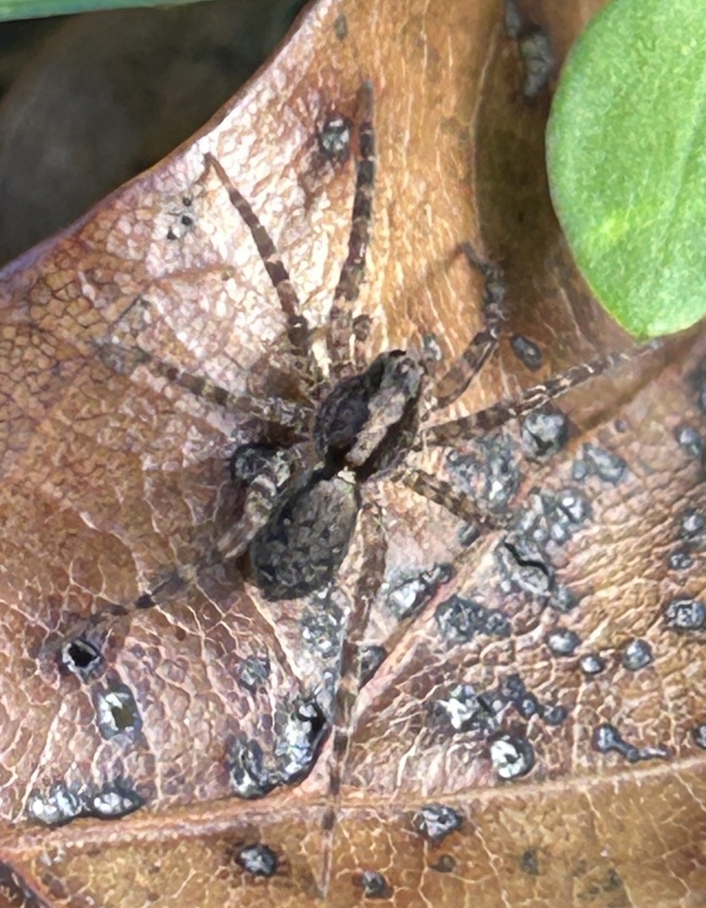 Schizocosa retrorsa