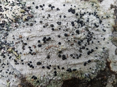 Mycoblastus sanguinarius