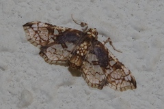 Omphisa anastomosalis