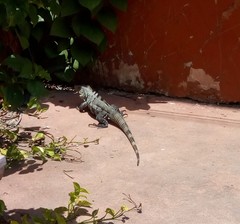 Iguanidae