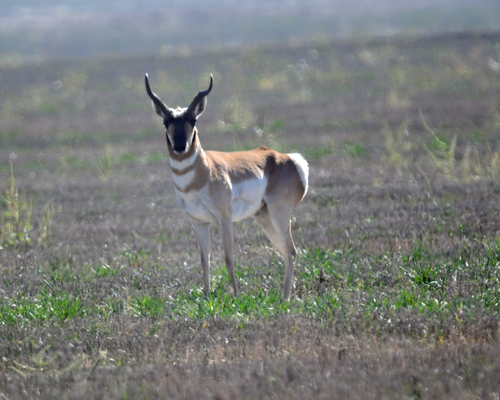 Pronghorn