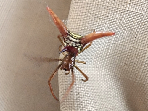 Micrathena militaris