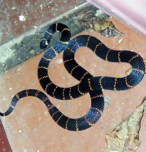 Medem's Coralsnake