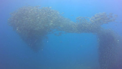 Haemulon maculicauda