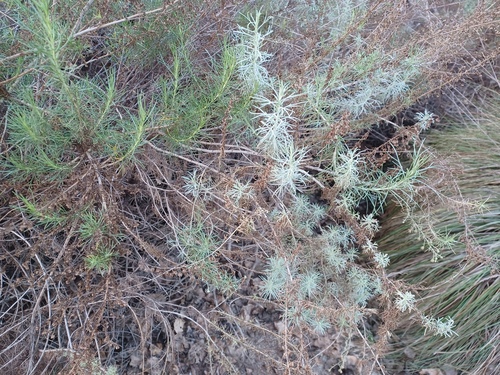 iNaturalist observation photo of California sagebrush