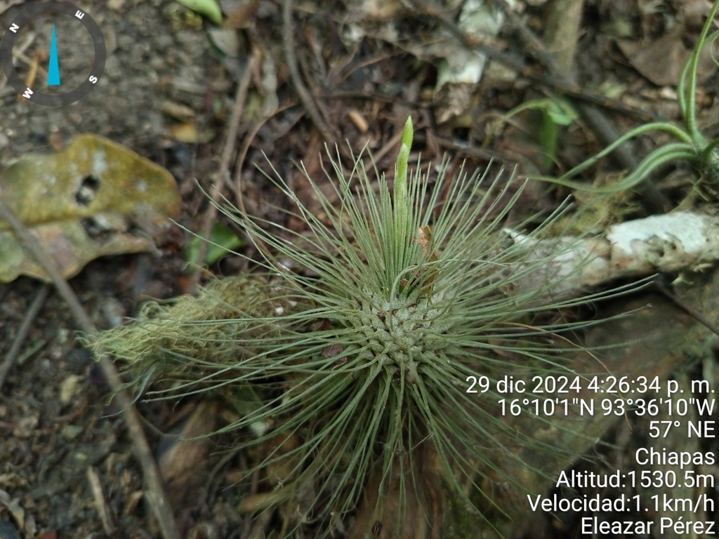 Tillandsia fuchsii; photograph (c) Eleazar Pérez Trujillo, some rights reserved (CC BY)