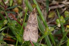 Nomophila noctuella