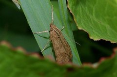 Nomophila noctuella