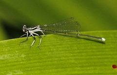 Pseudocopera ciliata