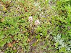 Castilleja parviflora albida