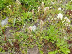 Castilleja parviflora albida