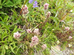 Castilleja parviflora albida