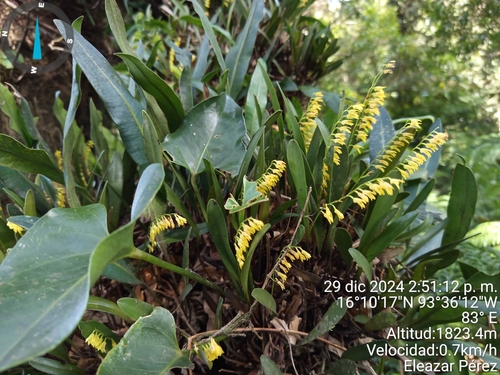 Stelis platystylis