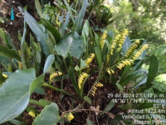Stelis platystylis