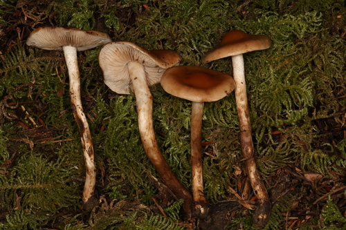 Hebeloma excedens