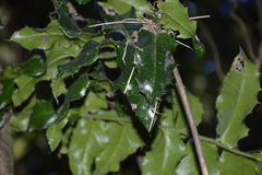 Citronella mucronata