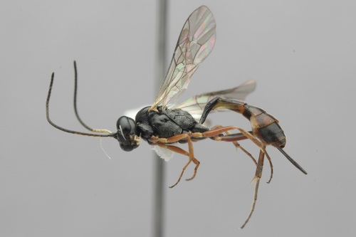 Cymodusa partis