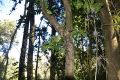 Citronella mucronata