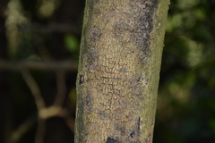 Citronella mucronata