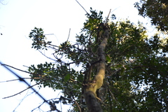 Citronella mucronata