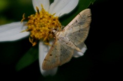 Herpetogramma basalis