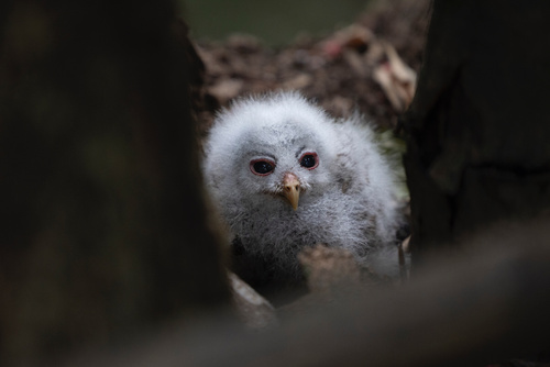 African Wood-Owl