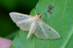 Herpetogramma basalis