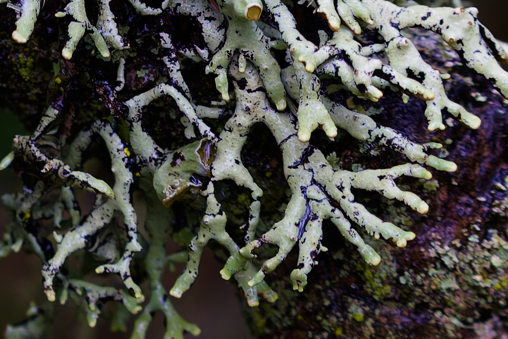 Hypogymnia heterophylla