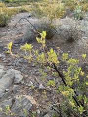 Forestiera pubescens pubescens