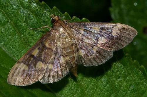 Herpetogramma pseudomagna · iNaturalist